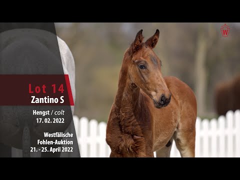 Fohlen-Auktion Lot 14 Zantino S Hengst v.  Zinedine - Cornet Obolensky