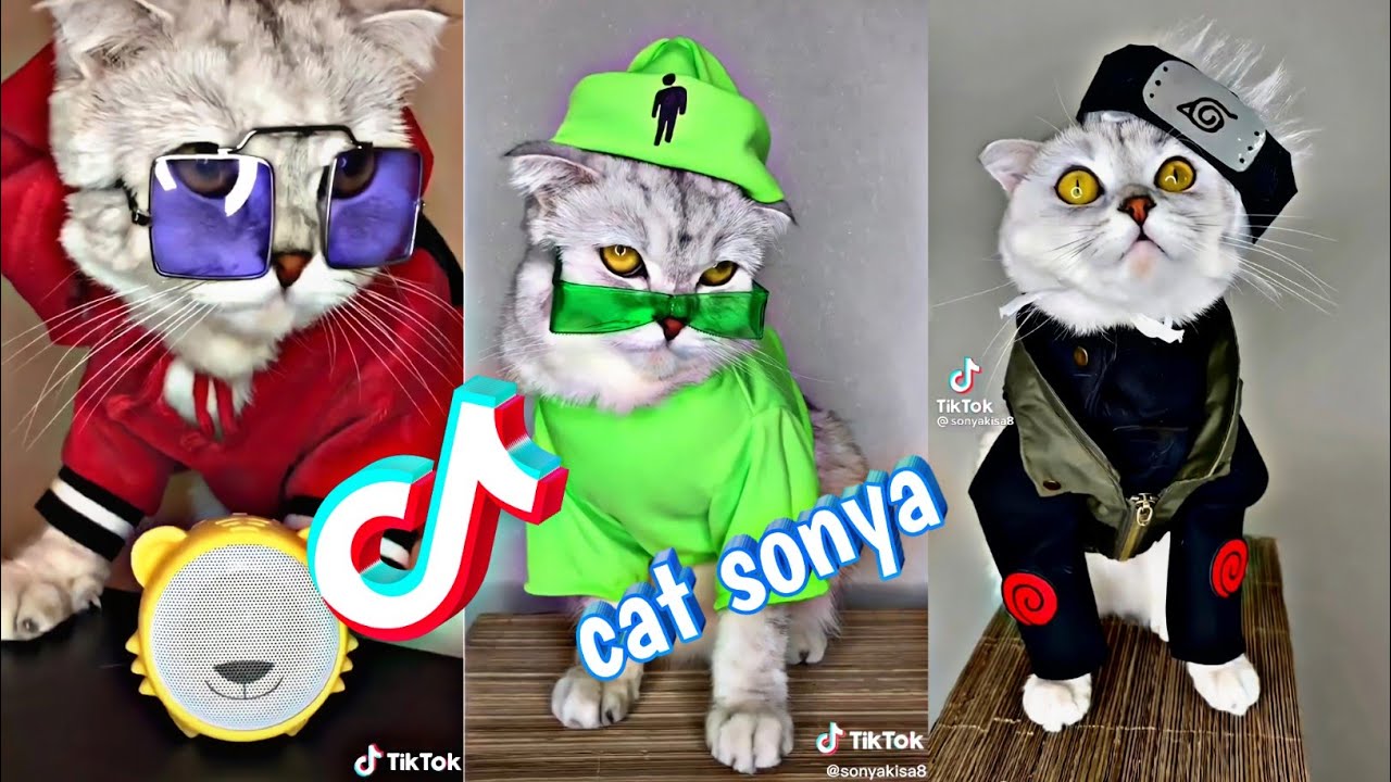 "CAT SONYA"Best Tiktok Compilation