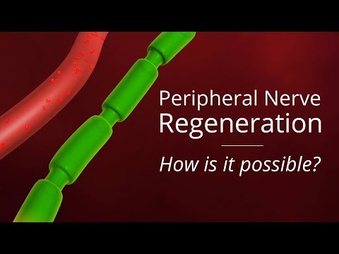 Animation - How is Nerve Regeneration Possible? - The Nerve Doctors