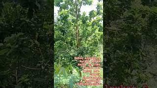Download lagu Tarhim ramadhan 2024 #viral mp3