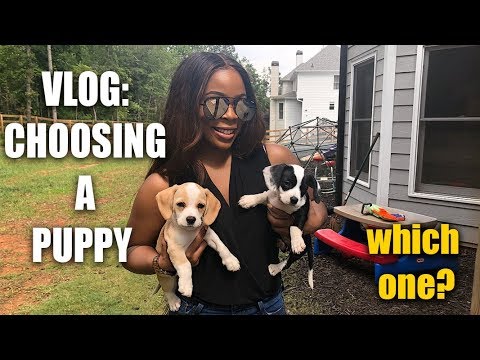 HELP!! Choosing a new puppy and can't decide on which one!
