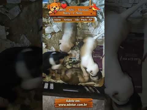 Vídeo de machô Albi , fêmeas Nany e Nina 