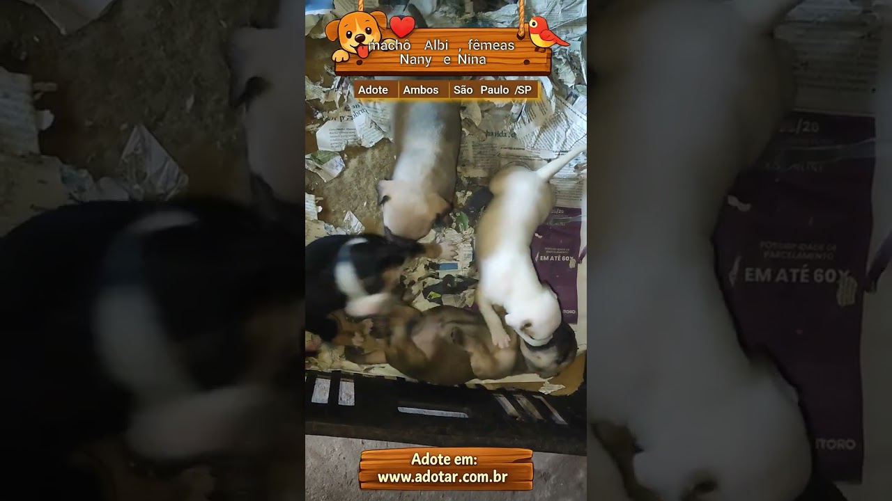 Cachorro raça SRD-ViraLata idade 2 a 6 meses nome machô Albi , fêmeas Nany e Nina 