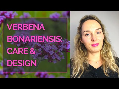 VERBENA BONARIENSIS: Care and design I Garden design with Verbena bonariensis I Garden designer tips