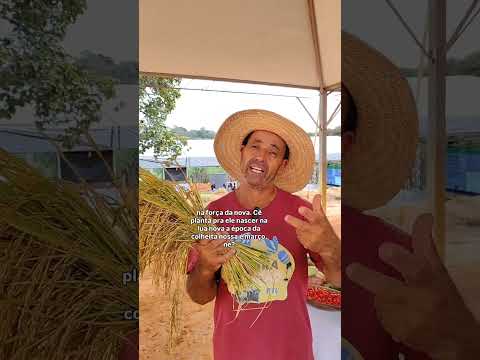 A Festa do Arroz, na comunidade de Córrego de Areia em Fortuna de Minas - INSEA