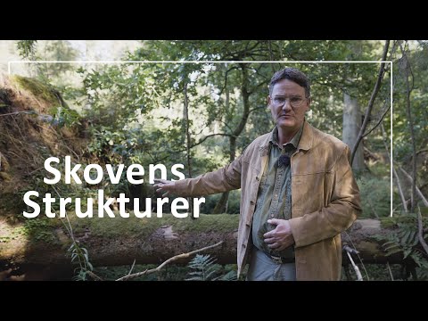 From forest timber production to old-growth forest // LIFE Project