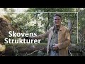 Skovens strukturer // Fra produktionsskov til urørt skov