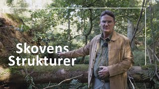 Skovens strukturer // Fra produktionsskov til urørt skov