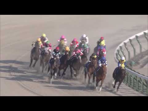 Cafe Pharoah (KY) wins February Stakes (G1) race 11 at Tokyo 2/21/2021