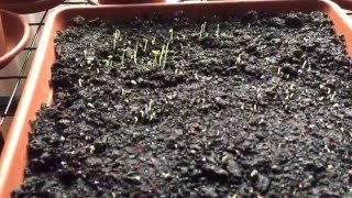 Meine Erfolge! Mangobaum, Zitronenbaum, Mammutbaum, Orangenbaum Teil 2