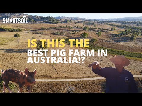 Is This Australia’s Best Pig Farm? 🐖 | Regenerative Farming with Jason Hagan – McIvor Farm, Victoria