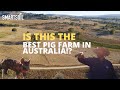 Is This Australia S Best Pig Farm Regenerative Farming With Jason Hagan McIvor Farm Victoria