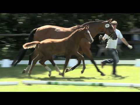 "La Rocca" Stf v Rock for Me x Rubin Royal x Figaro