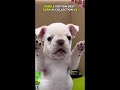 Im Pibble Wash My Bellay 2
