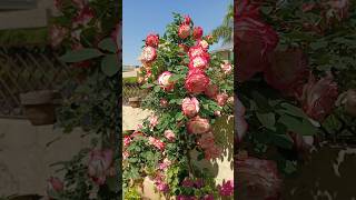 Double delight rose plant fully blooming #davidaustinroses #rosegarden #plantcare #youtubeshorts