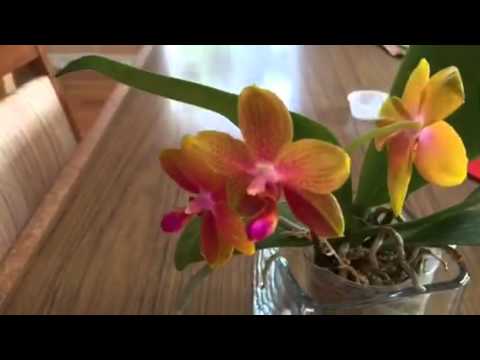 Phal Chiang  Princes