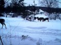 Deer Surviving The Deep Snow