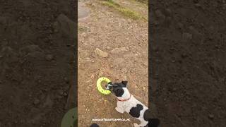 Dog owner bad habits #rochdaledogtrainer #dogtraining #dogtrainingtips #dogtrainerslife #dogs