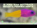 Ciri Ciri Ikan Hias Dottyback Fish