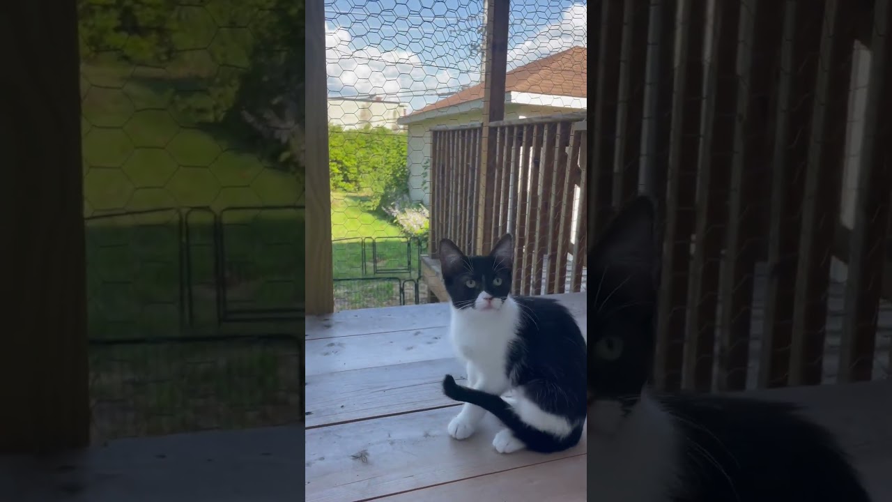 Enlarge Phyllis, a Adoptable Domestic Short Hair in Chicago, IL video 5/6