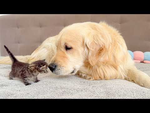YouTube 썸네일