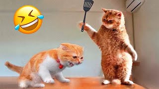 Funniest Animal Videos 😄 - Funny Cats invited to the Dog Party #7