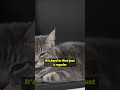 Gray Tabby Cat Is Kind Of Rare Shorts Cat Catfacts