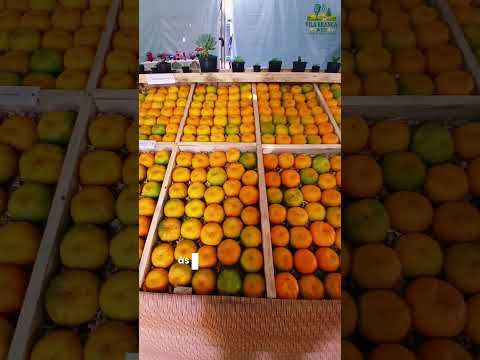 festa do Produtor Rural em Doutor Ulysses Pr