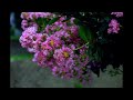 Beethoven - Piano Sonata No. 8, 2nd Movement - Adagio Cantabile - Westwind Ensemble