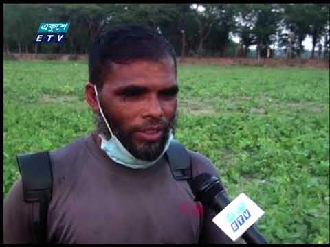 অতিরিক্ত খরায় মুগডাল চাষীরা বিপাকে