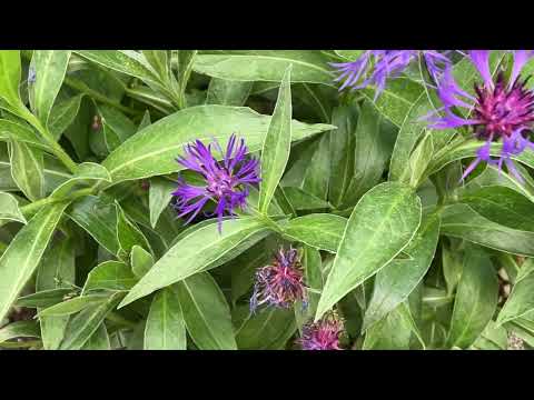 Blühende Bergflockenblume (bienenfreundlich)