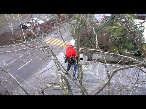 Baum schneiden, pflegen