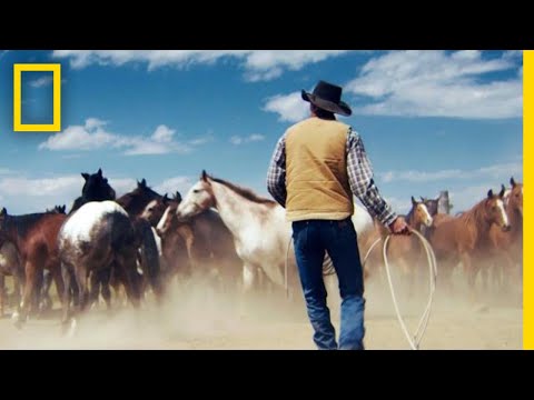 Horse Wrangling in the Mountains of Montana