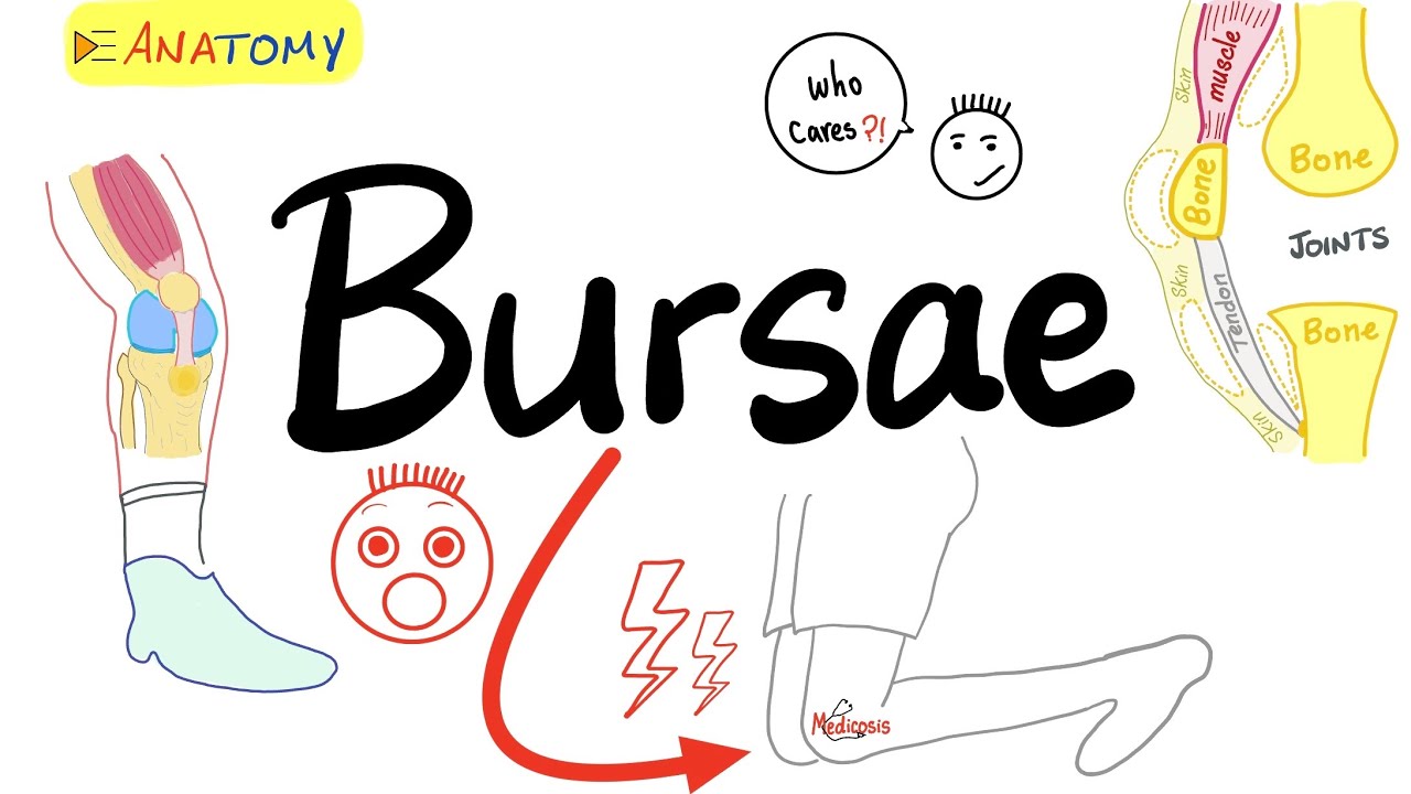 Bursae and Bursitis | Anatomy Basics | Anatomy Playlist