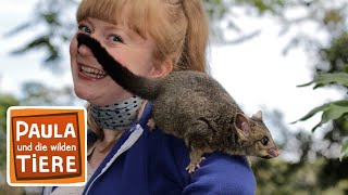 Download lagu Die Possumbande  | Reportage für Kinder | Paula und die wilden Tiere mp3