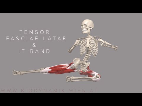Tensor Fasciae Latae & IT Band Basics 4k Animation