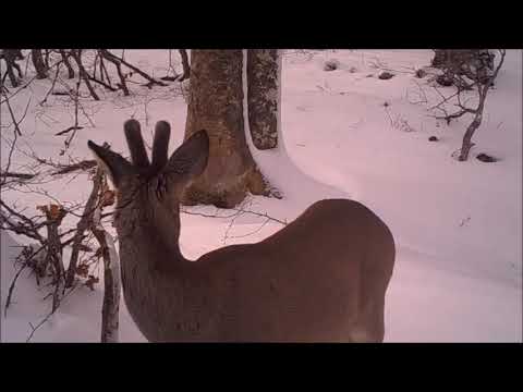 Matteo Colasanti - 365 DAYS (extract) elect guitar with Gamechanger Audio PLUS Sustain Pedal