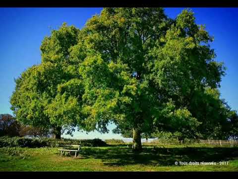 Poemes Nature Audio L Arbre Qui Voulait S En Aller Wattpad