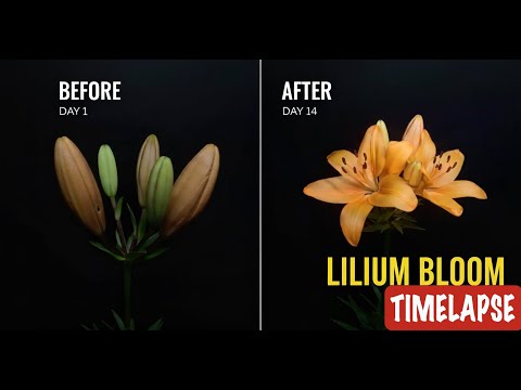 Orange lilium Flower Bloom timelapse | Lily flower