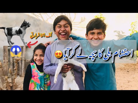 Ahtisham found a kitten 🐈‍⬛|| Saqib abhi b thk Bhai howa || Just Connect ||