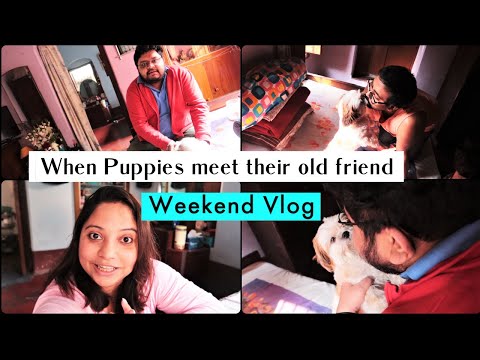 When Puppies meet their old friend | Reunion with friend | Shih Tzus Weekend Routine Video