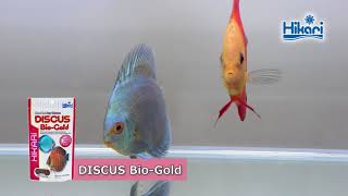 HIKARI Krmivo Discus Bio-Gold 80 g