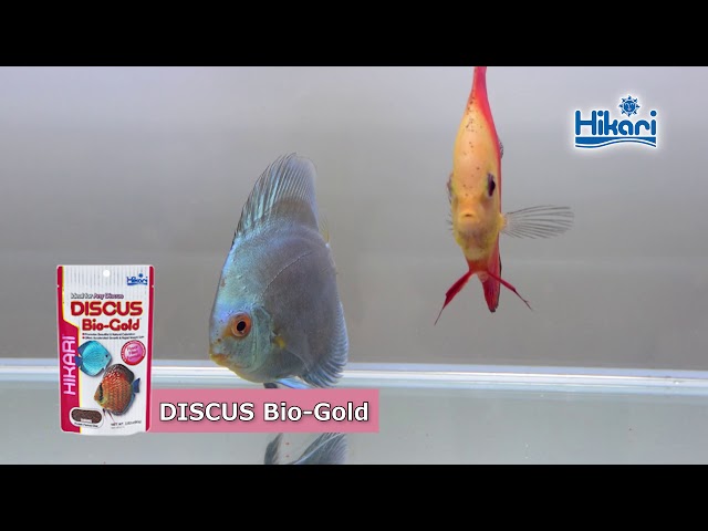 طعام أسماك الديسكاس و الاستوائية -  Hikari Tropical DISCUS Bio‑Gold – 80g