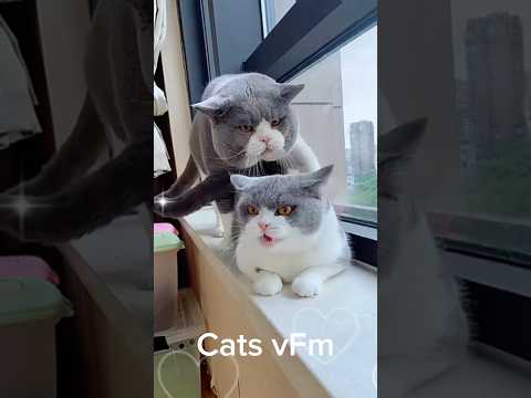 Cat with her mate! 😍| #cat