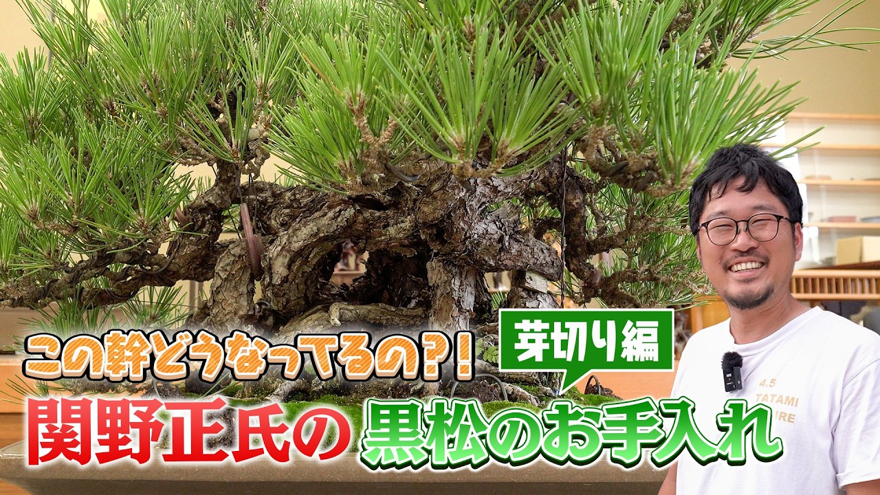 超希少激レア！鬼才関野正作　根上がり半懸崖　五葉松　小品　盆栽　黒松　真柏 超希少激レア！鬼才関野正作 根上がり半懸崖 五葉松 小品 盆栽 黒松 真