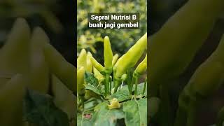 Download lagu Cabai abayomi vs roket mp3