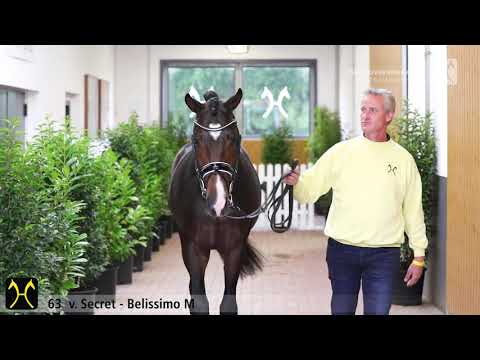 Verden Stallion Licensing 2020 - No. 63 Stallion by Secret - Belissimo M - Dancier