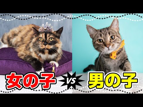 オス猫とメス猫 - どちらが良いですか?