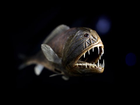 Mindennapi tudomány - Mélytengeri világ