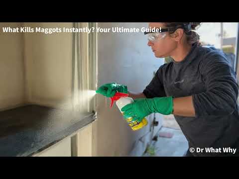 What Kills Maggots Instantly? Your Ultimate Guide!